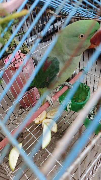 Kashmiri for sale parrat