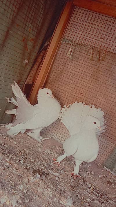 pigeon lakky kabootar birds