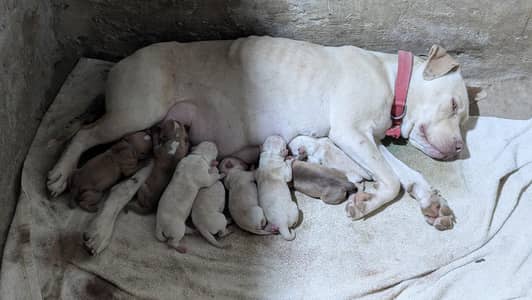 American pitbull puppies booking open 0/3/2/9/9/1/8/1/6/3/3
