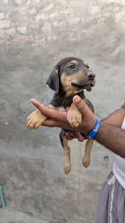 American doberman female pup looking for new home