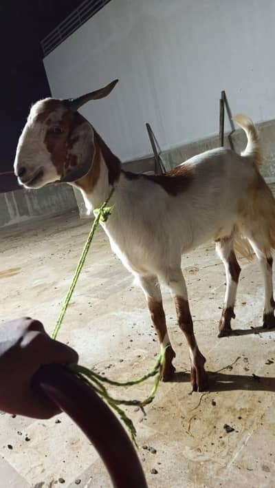 for sale is price m nhi milenge