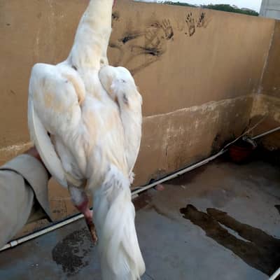 Heera Murga for sale