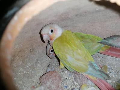 pineapple conure for sale