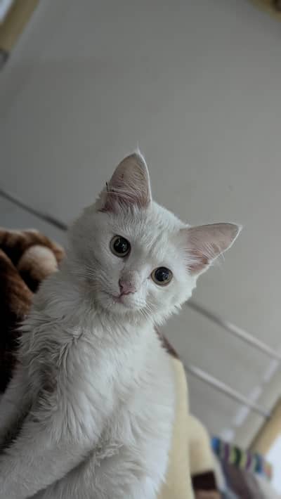 missing cat in Super Town