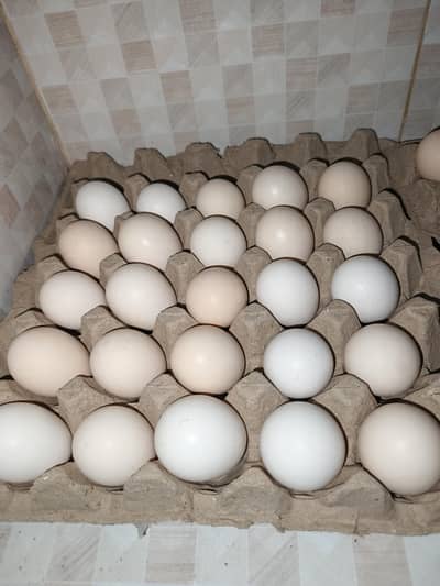 Australorp Eggs Laying hens