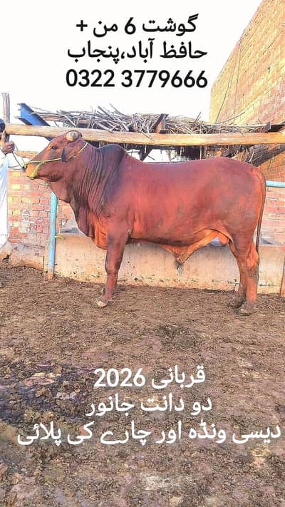 wacha bachra  katta bull vehra /Qrbani ka janwar / Qurbani 2026