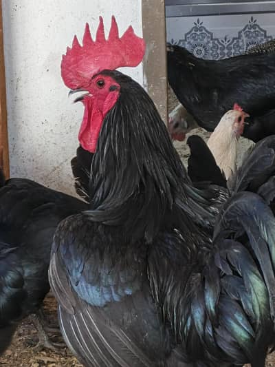 Australorp Eggs Laying hens