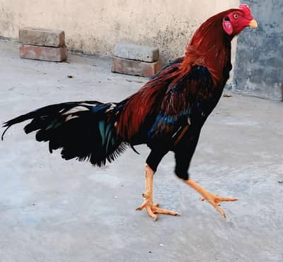 Aseel thai cross high quality for sale male 7000 female 6000