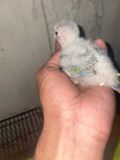 pineapple conure and green Chicks conure hand tame piece