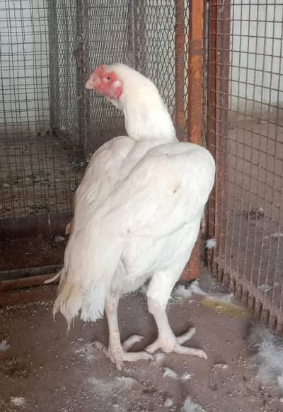 top class heera madi