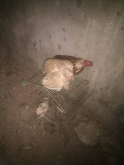 beat pair he 3 bachon k Sath he