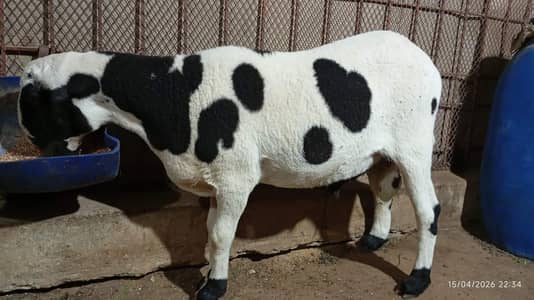 Abluck Print Khaara Dumba