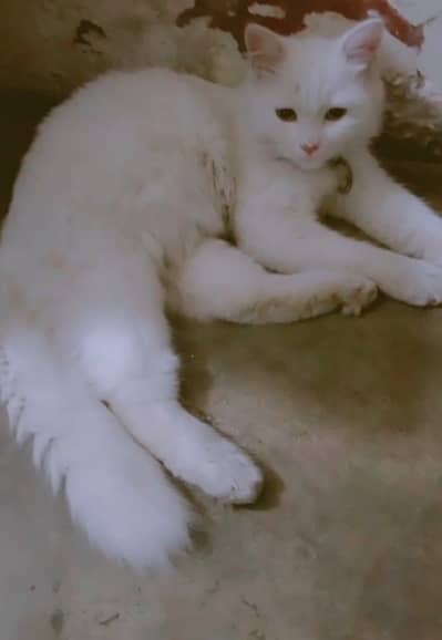 Parsian cat white color with long hair age 7 month