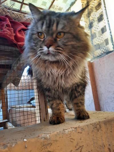Male cats for Mating/Cross[ NOT FOR SALE]