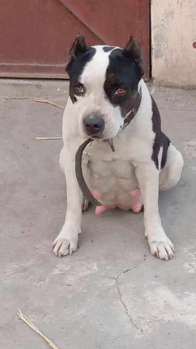 pitbull female