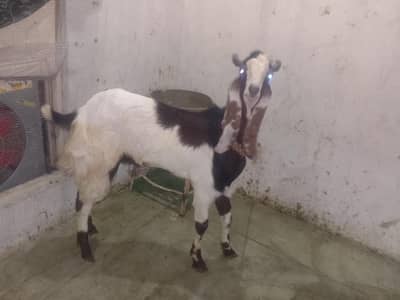 A s ak bakera 4 dant ka h or ak 2 dant ka h