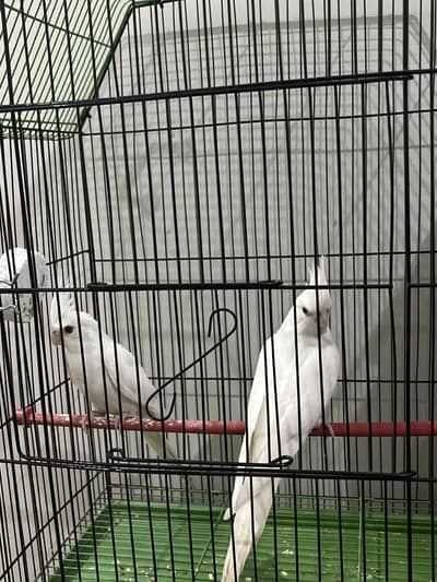 Eno red eyes Cocktail breeder  pair 10k