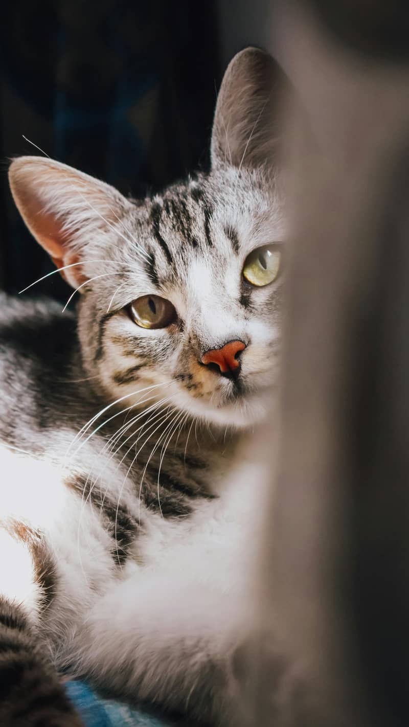 Pet lovers 0