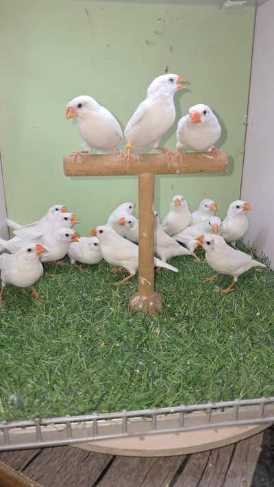 Snow White Finches breeder pairs for sale location Lahore wapda town