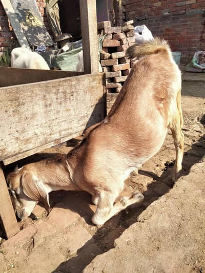 goat for sale qurbani kay liy  bi hai 2026