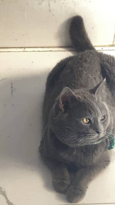 British Shorthair Male