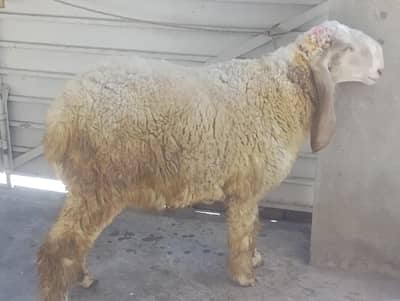 2 male sheep for sale khere ha dono