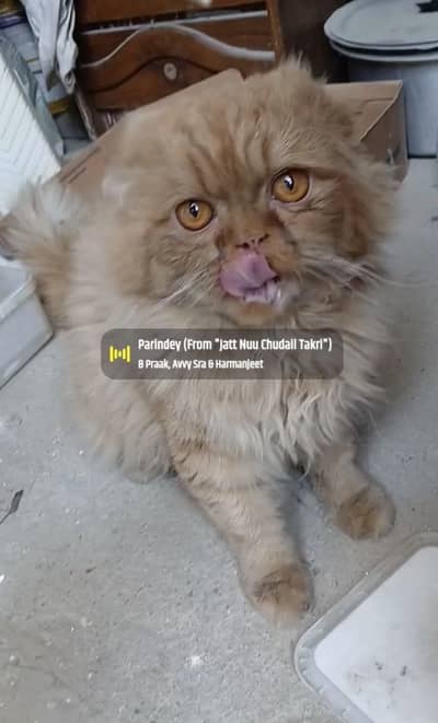 Scottish Fold Long Hair Male