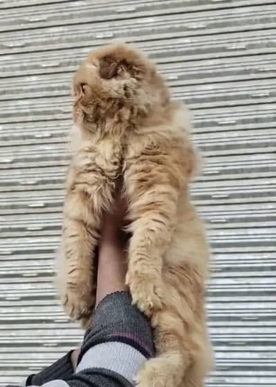 Scottish Fold /Highland Fold