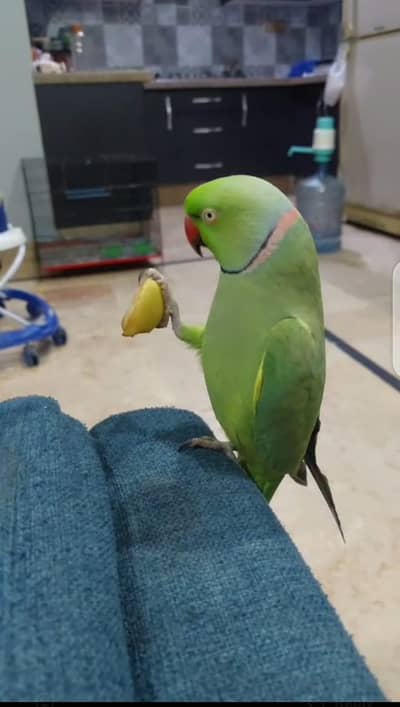RINGNECK PARROT HAND TAME WITH TALKING