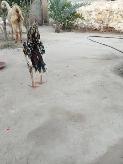 Aseel Murga Sale – Full Active & Fit