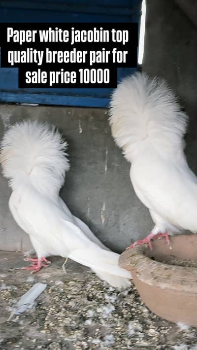 Fancy pigeons for sale breeder pairs top quality location lahore