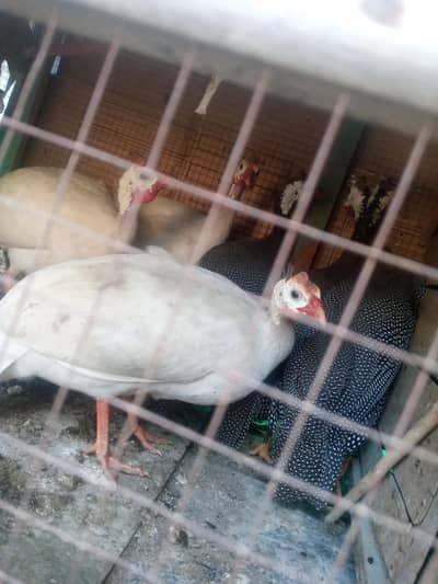 For sale  03155682714