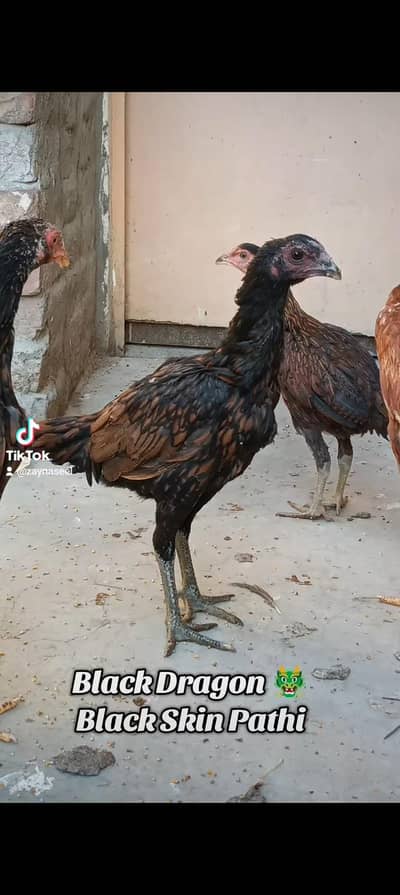 Thai Dragon o Shamo Pakoya Burmi available