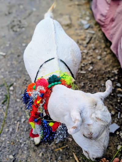 Teddy Bakri (Pragnant) For Sale