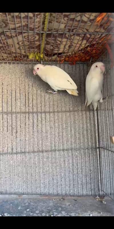 Albino Redeyes bounded pair