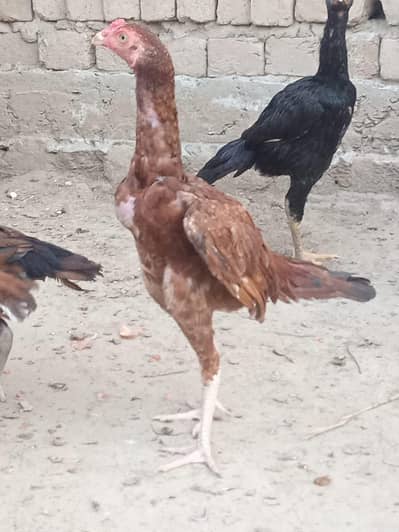 Male 6000 femal 4500