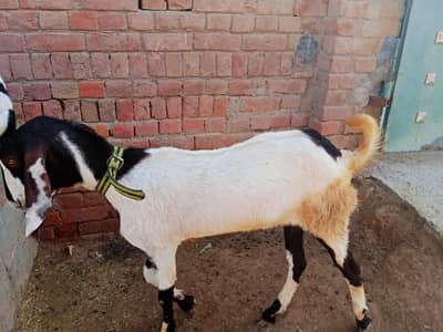 bakra 13mouth ka hi Eid par lag ga urgent sale