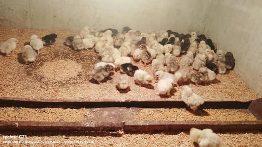 Bantam chicks 03434372541