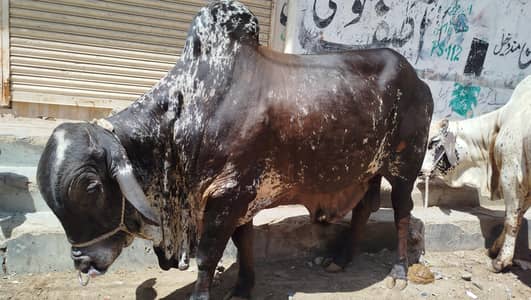 Qurbani cow for sale