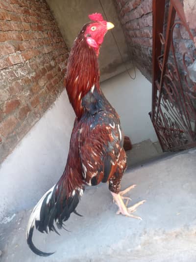 aseel murgha for sale