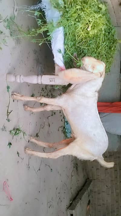 piuer dasi khasi bakra