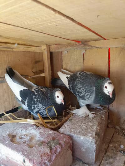 sabaz mukhi breeder ranpuri pathi 6kalli