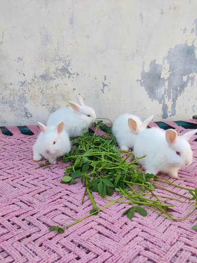 original angora breed rabbits. Red eye rabbit. Pure white color.