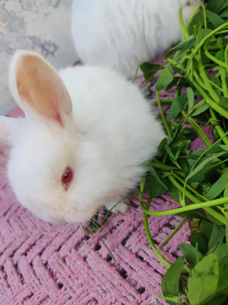 original angora breed rabbits. Red eye rabbit. Pure white color. — photo 2