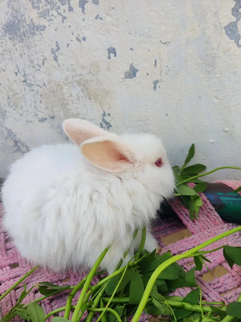 original angora breed rabbits. Red eye rabbit. Pure white color. — photo 3