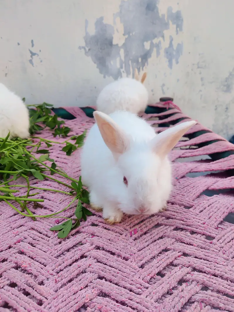 original angora breed rabbits. Red eye rabbit. Pure white color. — photo 4