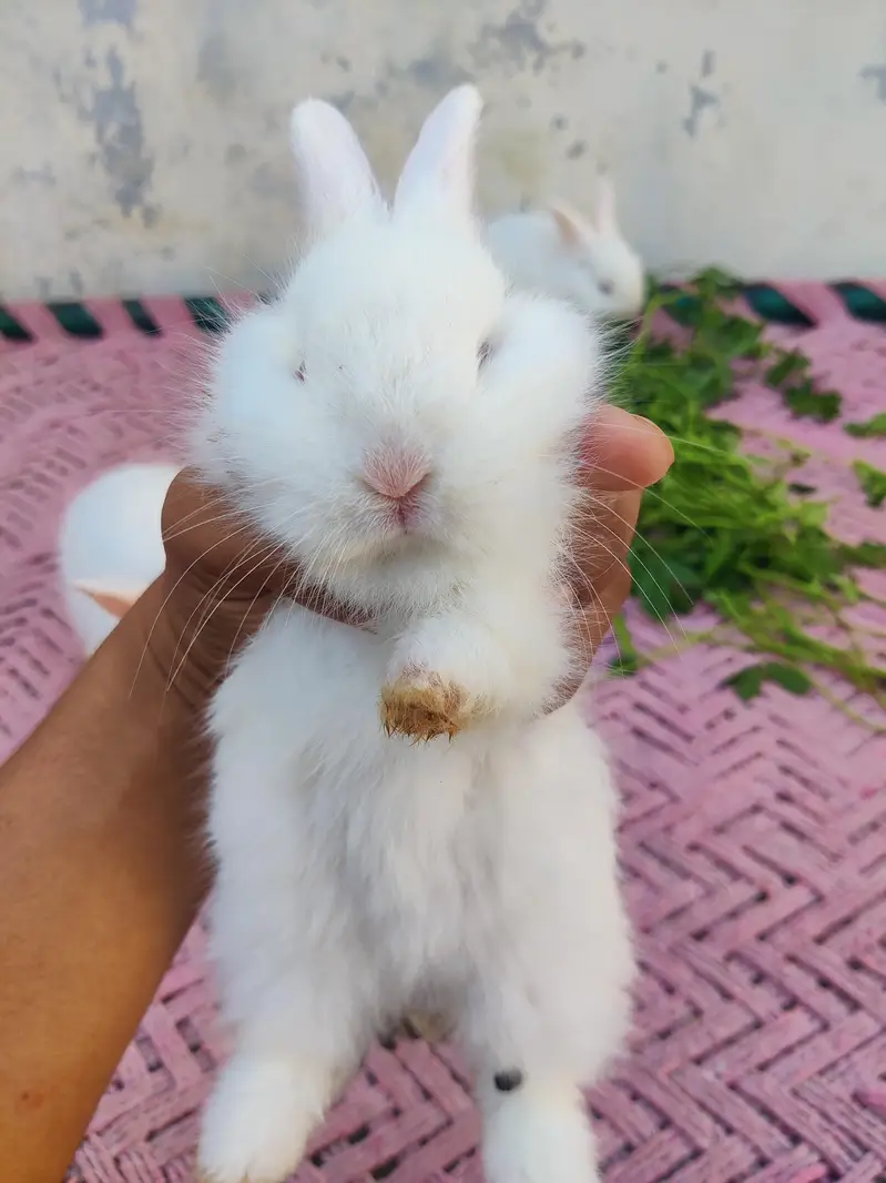 original angora breed rabbits. Red eye rabbit. Pure white color. — photo 5
