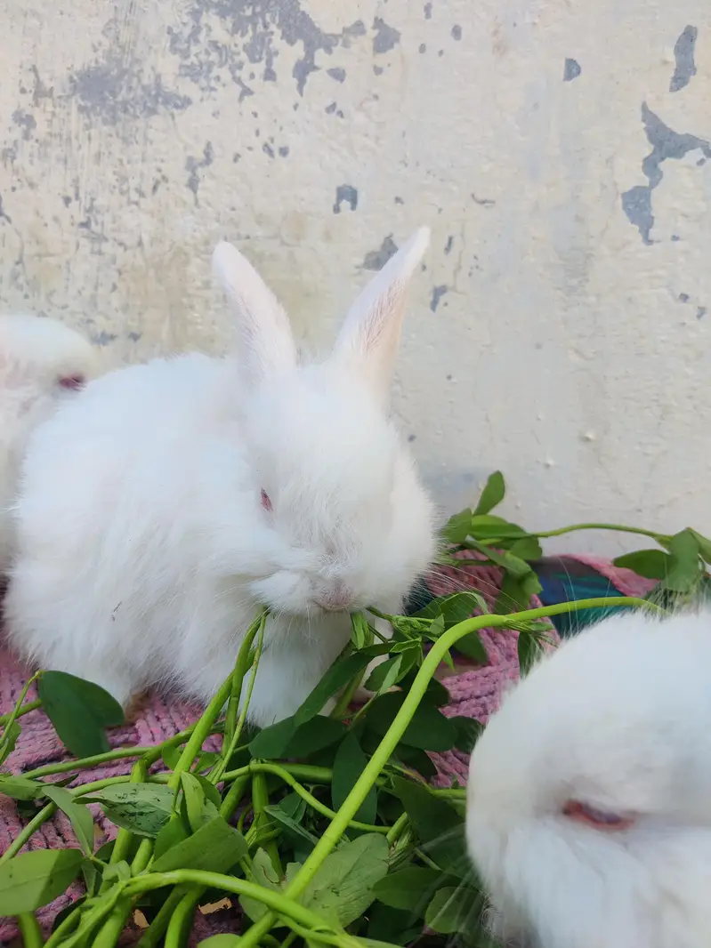 original angora breed rabbits. Red eye rabbit. Pure white color. — photo 6