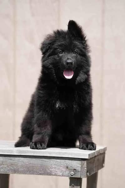 black German shepherd