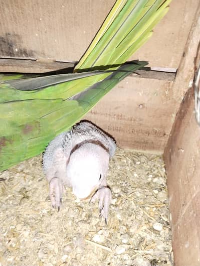 Raw parrot Chick  Bacha for sale